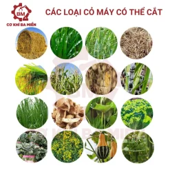 Các loại cỏ có thể sử dụng cho máy băm cỏ